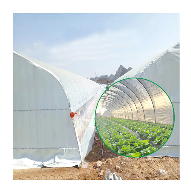 12*100m Pe Agricultural Greenhouses China Tomato Film Greenhouse Structure for Sale