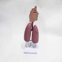 Modelo Comparativo de Lesiones Pulmonares y Bronquiales por Asma para Entrenamiento en Patología Médica, Ayuda Didáctica, CE/ISO/ROHS/CNAS