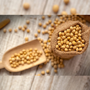 Soja Seca Natural Pura de Primera Calidad, Sin GMO, Alta en Proteínas, para Exportación, Venta al Por Mayor de Fábrica, a Granel - Product Image 1