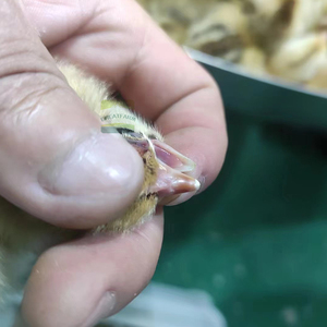 Recortadora Láser de Patas para Gallinas Ponedoras, Equipo de Avicultura que Cumple con las Normas de Bienestar Animal - Product Image 6