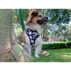 Benutzer definierte Box Hund Produkt verstellbare Hunde geschirr Weste Premium Hunde geschirr accesorios para mascotas correas para perros y gatos - Product Image 5