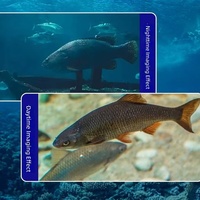 Caméra de pêche sous-marine avec écran IPS 4,3'' 5'', étanche IP68, détecteur de poissons vidéo, vision nocturne 220 °   Matériel de pêche pour la pêche en mer depuis un bateau de glace
