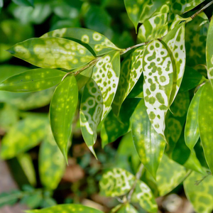 Dracaena Surculosa Gold Dust, Planta Ornamental con Hojas Tipo Bambú, 100 Unidades, Proveedor de Semillas Botánicas de Indonesia - Product Image 1