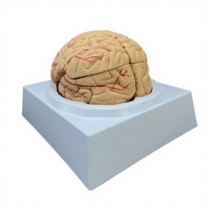 Modelo de Esqueleto Humano 3D em PVC para Ensino Médico em Tamanho Real, 8 Peças, Número 1:1 Brian - Product Image 3
