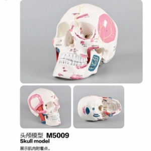 Modèle de crâne M5009 avec points d'attache musculaire pour l'enseignement et la pratique dentaire - Product Image 1