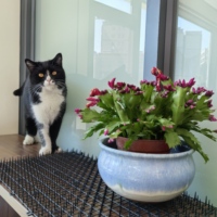 Tapis anti-chats à picots solides en plastique PP, filet dissuasif pour empêcher les chats d'accéder au canapé, aux escaliers, au balcon, accessoires OEM en gros
