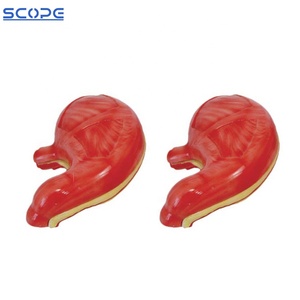 SC-A1052ทางการแพทย์กระเพาะอาหารกายวิภาคของมนุษย์ระบบย่อยอาหารอวัยวะกระเพาะอาหารกายวิภาครุ่น - Product Image 4