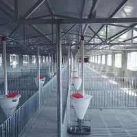 Système d'alimentation automatique pour porcs GREAT FARM – Équipement de convoyeur à vis motorisé pour fermes de truies et de porcs de finition