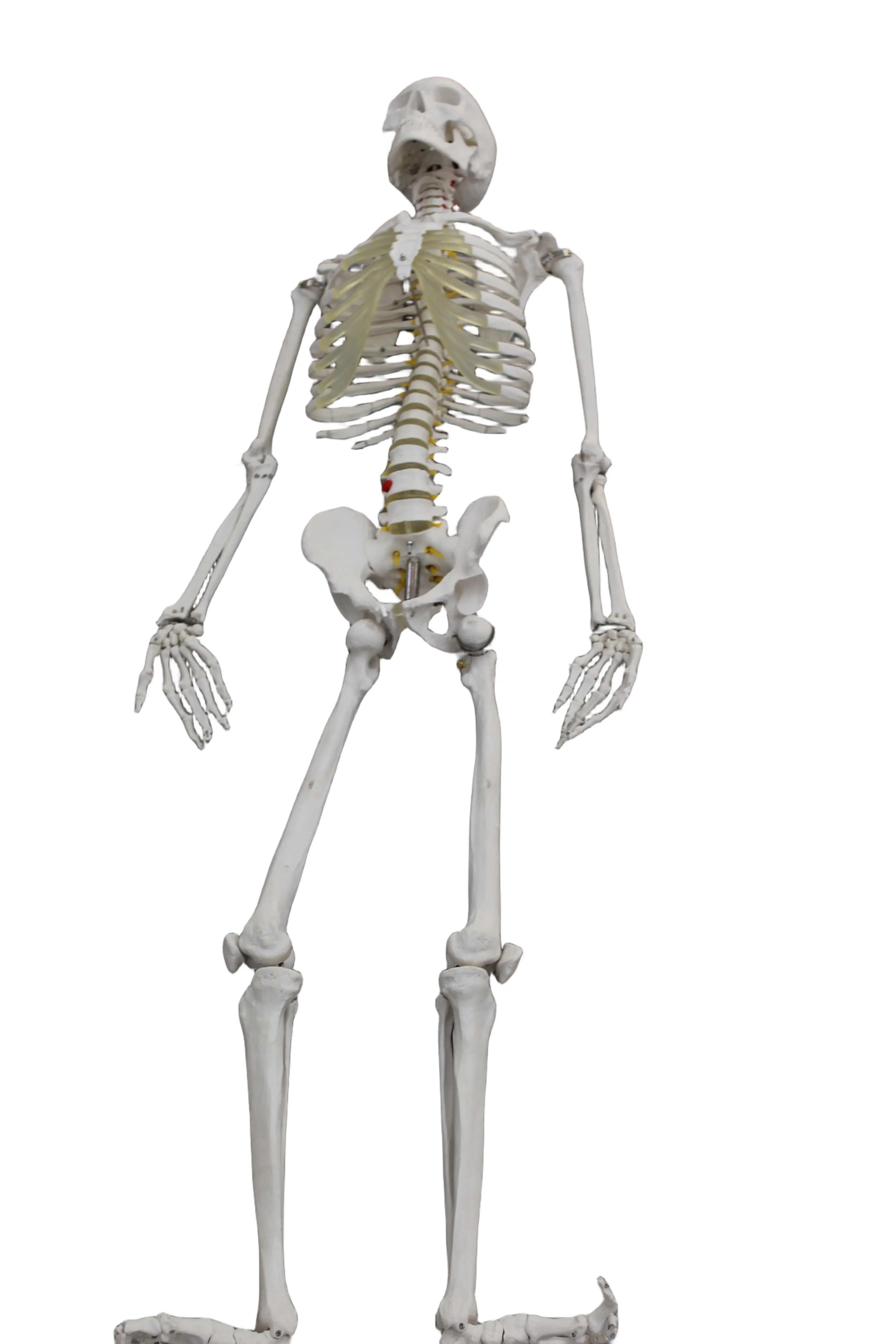 Exquisito SIDA de enseñanza biomédica para estudiar los detalles del esqueleto humano, modelo de esqueleto humano (170cm)