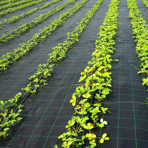 Toile de paillage <span class=keywords><strong>anti</strong></span>-mauvaises herbes en PP tissé avec garantie de 5 ans, film de paillage, tissu paysager, barrière <span class=keywords><strong>anti</strong></span>-herbe - Product Image 3