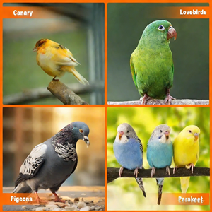 Gabbia per Uccelli in Acciaio Inossidabile Durevole a Prezzo di Fabbrica, Facile da Pulire per Uso Interno, Gabbia per Pappagallo Cenerino Africano - Product Image 6