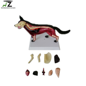Köpek anatomik köpek anatomi visseral iskelet modeli - Product Image 3