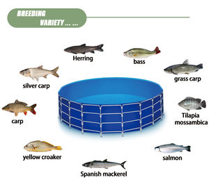 Système d'aquaculture à eau courante haute densité pour sites de pêche, équipement économique - Product Image 6