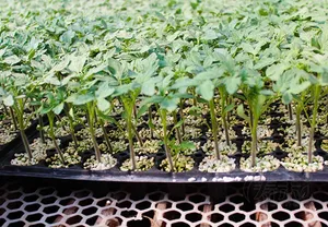 Tế bào cây giống cắm khay tái sử dụng hạt giống khởi động khay chứa cho vườn ươm hạt giống trồng cây Tuyên Truyền - Product Image 4