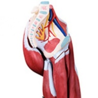DARHMMY Modelo Anatómico de 13 Partes del Músculo de la Pierna del Extremidad Inferior Humana, Material de PVC Duradero para la Enseñanza de Ciencias Médicas