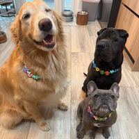 Collier personnalisé pour chiot et chat XS-XXL, collier pour chien avec nom personnalisé, collier pour animal de compagnie en paracorde réglable, couleurs pastel de Pâques