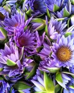 Thé en vrac de qualité supérieure, marque privée, sachets de thé, fleurs de lotus bleues, vente en gros, herbes chinoises, grandes fleurs entières - Product Image 3