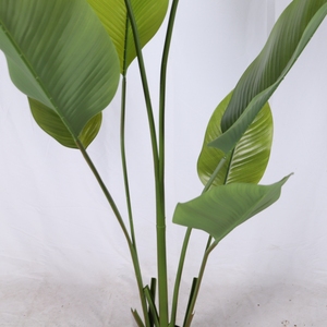 Nhân Tạo Calathea Lutea Nhân Tạo Du Lịch Của Cây Chậu Nhà Nhân Tạo Nhà Cây Cho Vườn Nhà Văn Phòng Phòng Tắm Trang Trí - Product Image 4