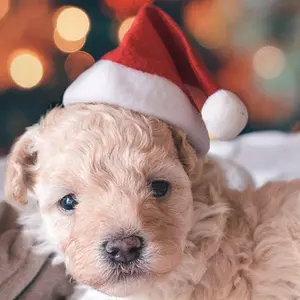 Рождественская тканевая шапка Nicro с Санта Клаусом для домашних питомцев, шапки, плотная плюшевая теплая шапка, Рождественская шапочка для собак, подарок на Рождество