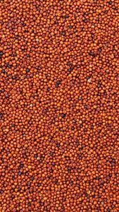 Graines de moutarde rouge DALAI IMPEX en bol doré, épice culinaire naturelle et biologique, origine Orissa - Product Image 4