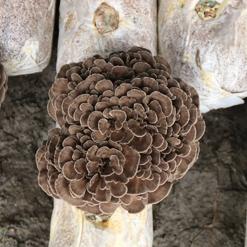 Detan Exit Safety High Quality Fresh Maitake Mushroom