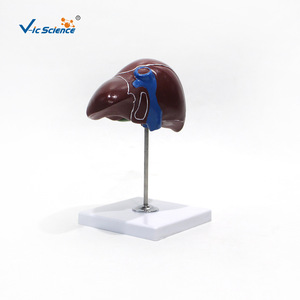 Modèle d'anatomie du foie 1:1, outil pédagogique médical pour l'enseignement de l'anatomie du foie - Product Image 5