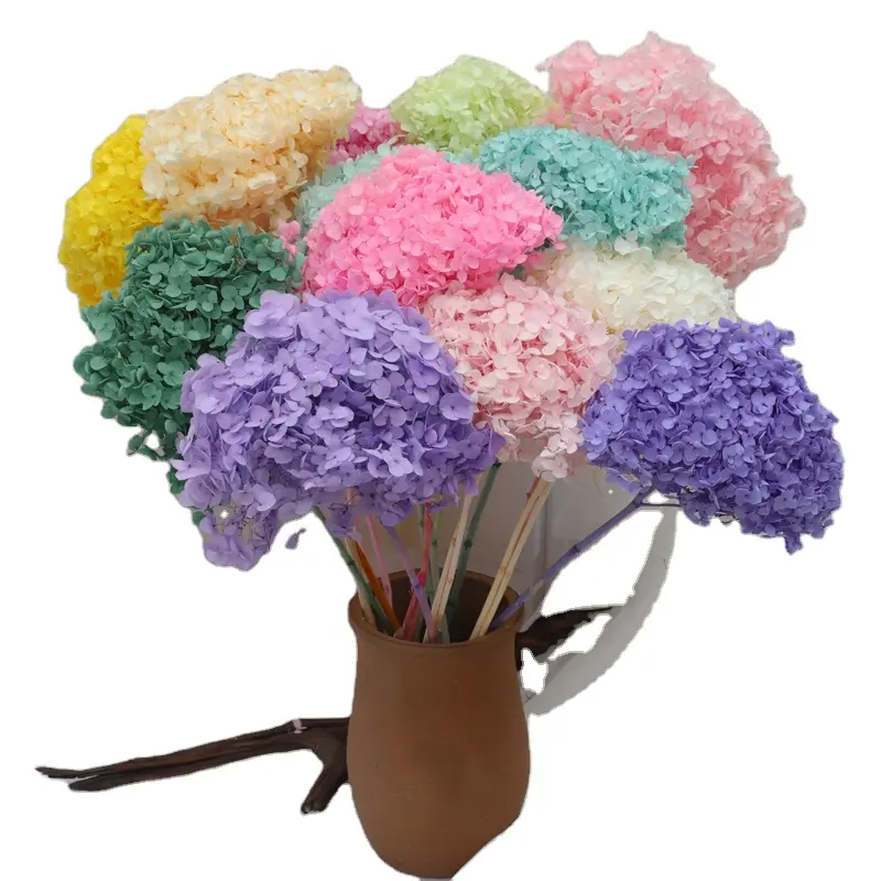 INS beliebteste dekorative Trocken blumen Kunst kleines Laub Macro phylla Annabelle Hortensie für Blumen arrangement