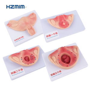 Juego de 10 Modelos de Desarrollo Fetal de Alta Calidad para Educación Médica y Estudio de Embriología - Product Image 6