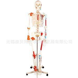 Modèle d'anatomie humaine KBS/XC101 : Squelette avec moitié musculaire colorée et moitié ligamentaire attachée - Product Image 2