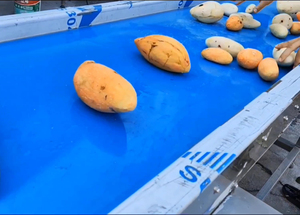 2000 kg/giờ sản lượng cao ngày sản xuất xi-rô táo tàu lõi Remover/Đỏ Táo tàu dán khoai lang làm cho phổ biến đa chức năng - Product Image 3