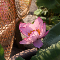 Meilleures ventes de fleurs de lotus artificielles en soie, style chinois, décoration de la maison, séances photo, célébrations de mariage