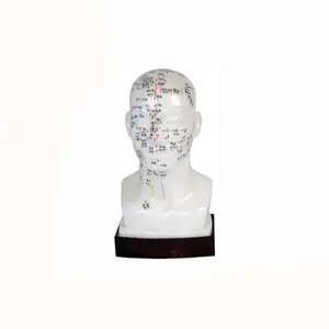 Eco-friendly PVC Medical Teaching Model 20cm Human Head Acupuncture Model