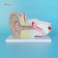 Modelo anatómico para agrandar la oreja, ciencia médica, anatomía del oído humano, modelo educativo, modelo de oído humano 3D anatómico agrandado