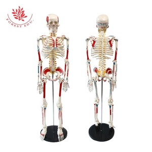<span class=keywords><strong>Modelo</strong></span> de esqueleto 4 tipos 85cm <span class=keywords><strong>Modelo</strong></span> <span class=keywords><strong>Especial</strong></span> medicina esqueleto de esqueleto humano ciencia médica - Product Image 3