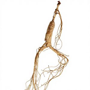 Kotak Hadiah <span class=keywords><strong>Ginseng</strong></span> Putih Tumbuh di Hutan Grosir 10 Akar 50g Dari Gunung Changbai OEM - Product Image 2