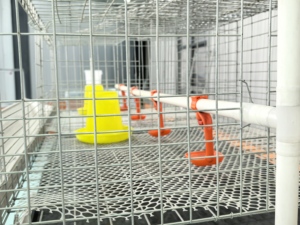 Buona qualità Broiler pollaio H tipo 60/80 uccelli animale avicolo sistema di allevamento zincato batteria polli gabbie per polli - Product Image 5