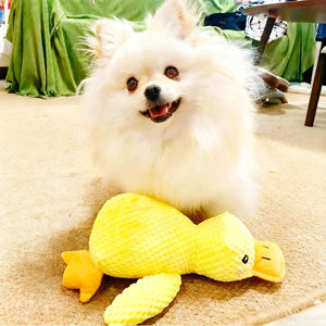 Agresif Chewers için yıkılmaz köpek oyuncaklar çevre dostu kırışık gıcırtılı peluş ördek küçük orta büyük ırklar için yavru - Product Image 4