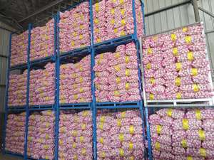 <span class=keywords><strong>Ail</strong></span> blanc frais de qualité G1 de haute qualité provenant de Chine Fournisseurs en gros vérifiés Excellents légumes" - Product Image 3