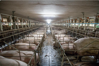 Structure en acier léger préfabriquée pour abri de bétail et de moutons, pour l'élevage laitier et caprin