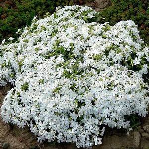 Fleurs de Phlox Vibrantes Idéales pour la Décoration de Jardins et de Pelouses, Plantes de Jardin Faciles à Cultiver - Product Image 1