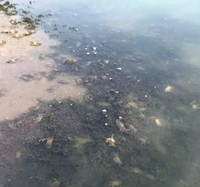 Solution de nettoyage de l'eau d'étang Régulateur de qualité et ajusteur de PH Purifie le fond de l'eau et améliore les additifs alimentaires pour poissons