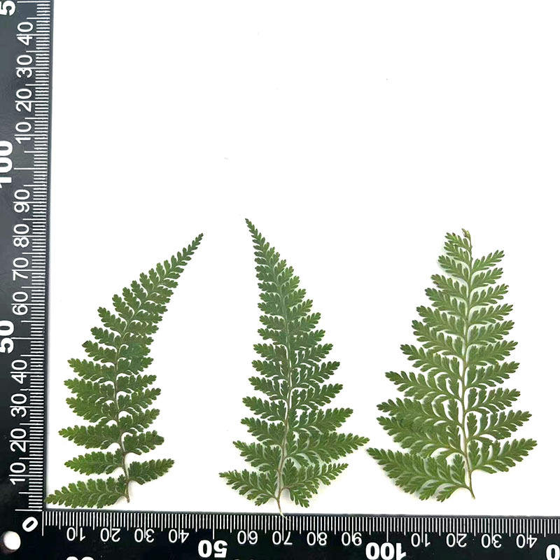 MH483 Vert Naturel 8-10cm