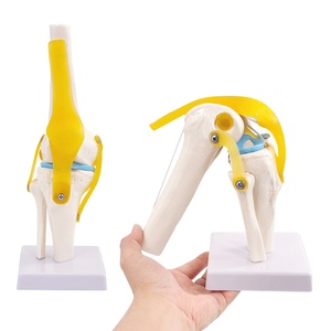 Modelo <span class=keywords><strong>de</strong></span> esqueleto <span class=keywords><strong>de</strong></span> articulación <span class=keywords><strong>de</strong></span> <span class=keywords><strong>rodilla</strong></span> humana con <span class=keywords><strong>ligamentos</strong></span> y recursos <span class=keywords><strong>de</strong></span> enseñanza <span class=keywords><strong>de</strong></span> menisco modelo <span class=keywords><strong>de</strong></span> articulación funcional <span class=keywords><strong>de</strong></span> anatomía médica <span class=keywords><strong>de</strong></span> tamaño real - Product Image 1