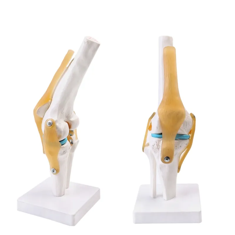 Modelo de función de articulación de rodilla humana menisco ligamento cruzado actividad rótula modelo de hueso de enseñanza