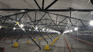 Las líneas de alimentación de patos para aves de corral dispuestas en filas - Product Image 4