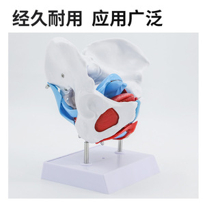 Modelo de pelvis femenina con modelo de músculos del suelo pélvico; anatomía uterina y perineal; estructuras neurovasculares; obstetricia y - Product Image 1