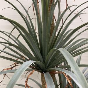 Venta caliente plantas de árboles hechas a mano en macetas plantas artificiales de bambú de yuca de tallo múltiple para decoración del hogar Decoración interior al aire libre - Product Image 6