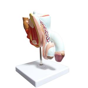 Modelo de Anatomía de la próstata, 4 piezas, tamaño real, órganos reproductivos masculinos, modelo anatómico, enseñanza de ciencias médicas - Product Image 1