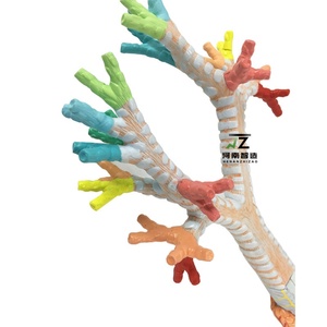 Demonstración del Broncoscopio Pulmonar en un Modelo Anatómico Laringeo Humano - Product Image 3