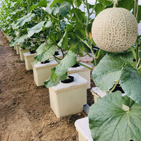 Pot Hidroponik Premium Dutch Bucket untuk Tanaman Rambat Besar Seperti Mentimun dan Paprika